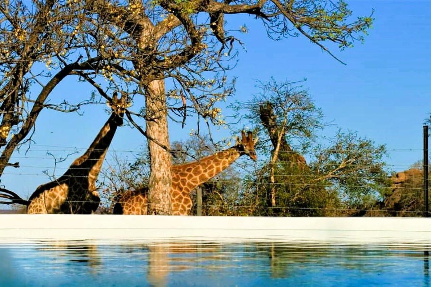 Hotel Ngalali Retreat Grietjie Game Reserve Esterno foto