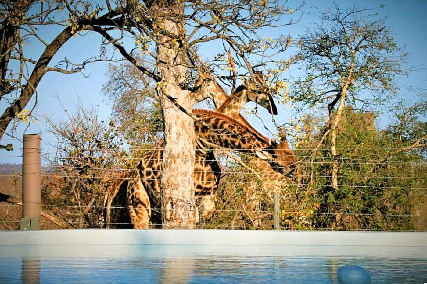 Hotel Ngalali Retreat Grietjie Game Reserve Esterno foto